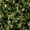 salade mâche