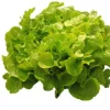 Salade verte